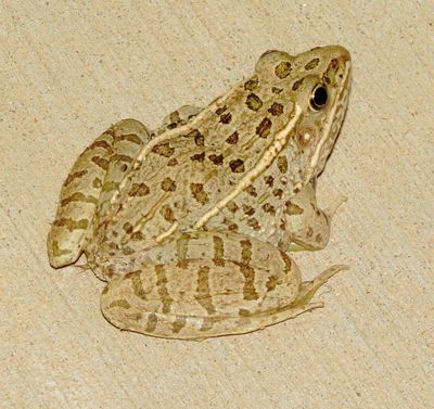 Plains Leopard Frog