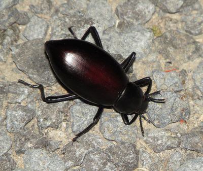 Eleodes longicollis