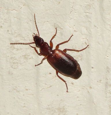 Genus Cymindis