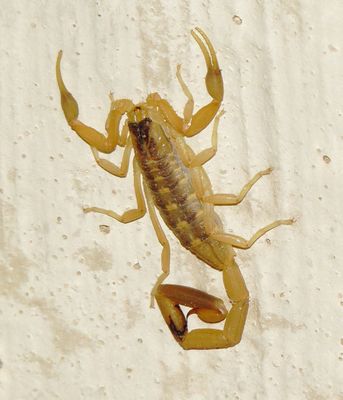 Striped Bark Scorpion