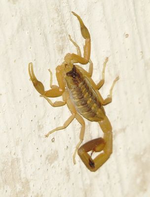 Striped Bark Scorpion
