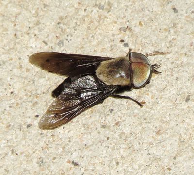 Western Black Horse Fly