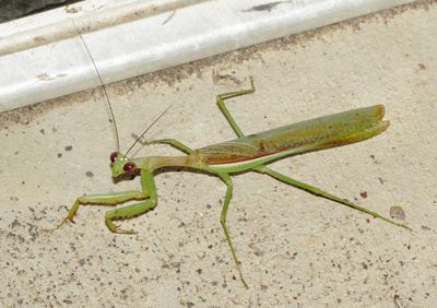 Arizona Mantis