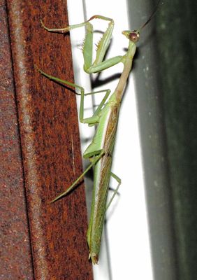 Arizona Mantis