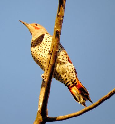 Northern Flicker