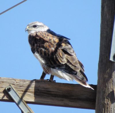 Ferruginous Hawk
