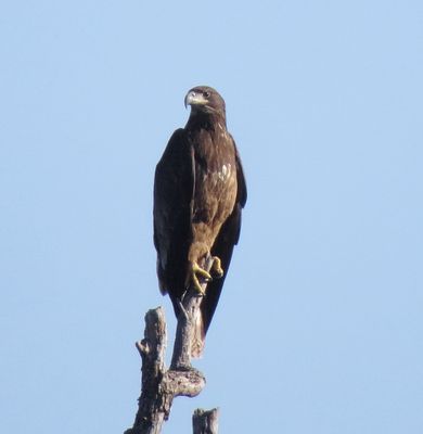Bald Eagle