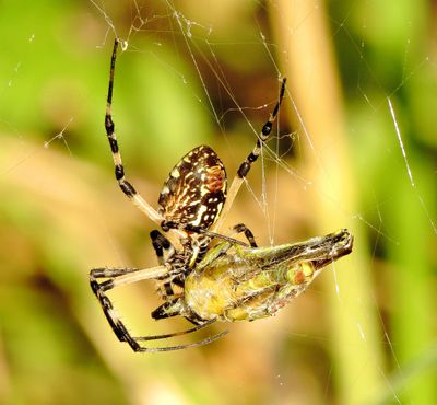 Yellow Garden Spider