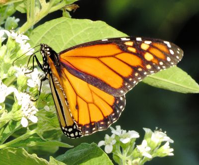 Monarch