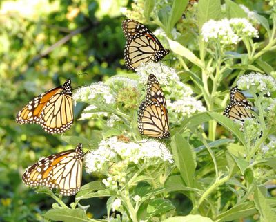 Monarch