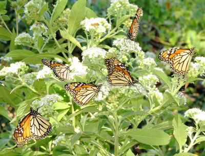 Monarch