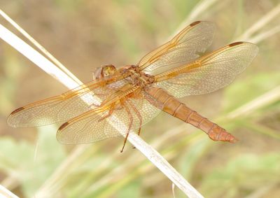 Flame Skimmer