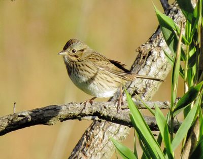 Lincoln's Sparrow
