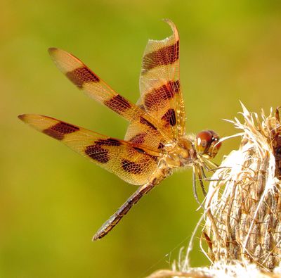 Halloween Pennant
