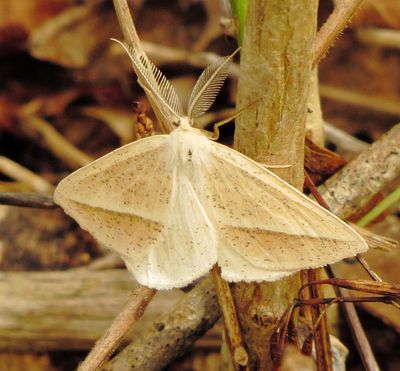 Speckled Lamplighter