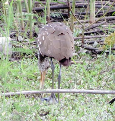 Limpkin