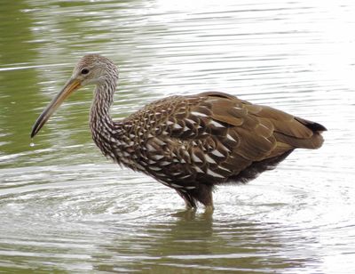 Limpkin