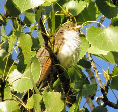 Yellow-Billed Cuckoo