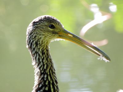 Limpkin