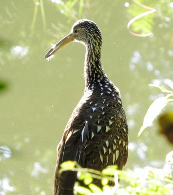 Limpkin