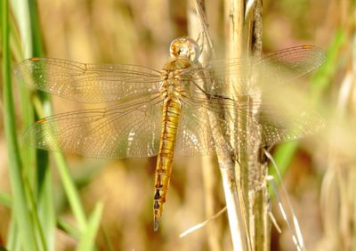 Wandering Glider
