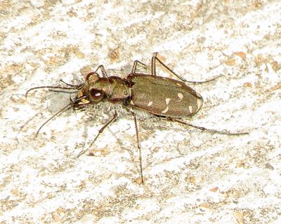 Twelve-Spotted Tiger Beetle