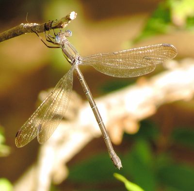 Great Spreadwing