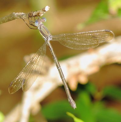 Great Spreadwing