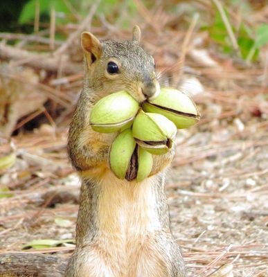 Fox Squirrel