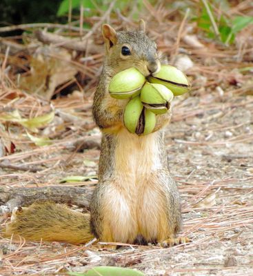 Fox Squirrel