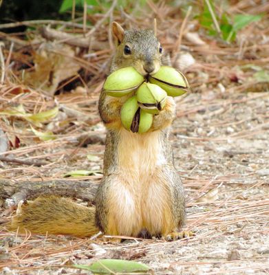Fox Squirrel