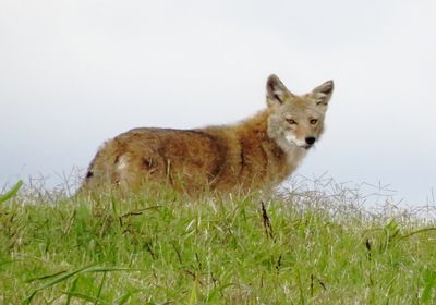 Coyote