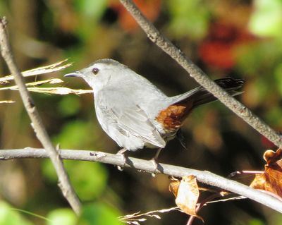 Gray Catbird