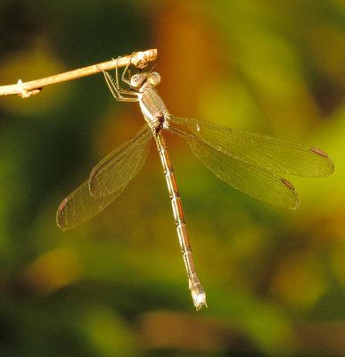 Great Spreadwing