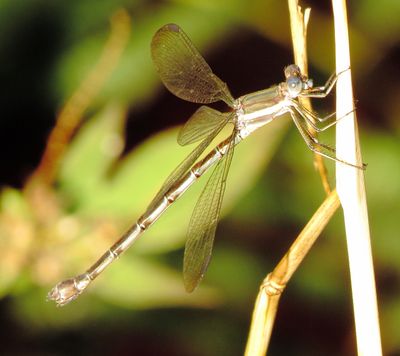 Great Spreadwing