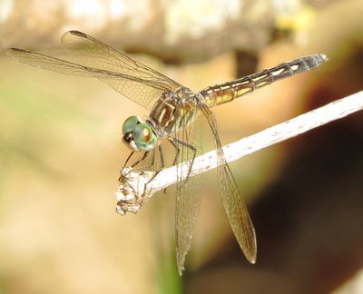 Blue Dasher