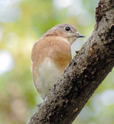Eastern Bluebird