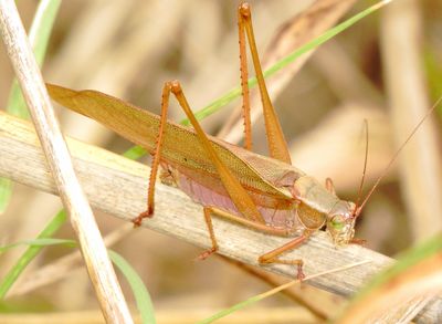 Scudder's Bush Katydids