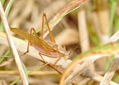 Scudder's Bush Katydids