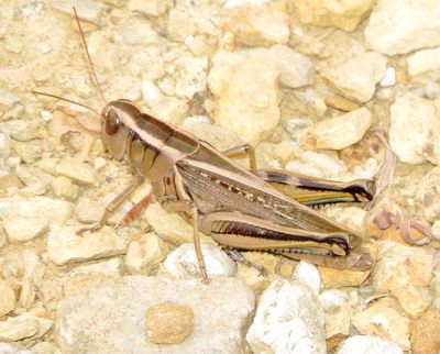Two-Striped Grasshopper