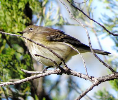 Myrtle Warbler