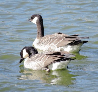 Cackling Goose