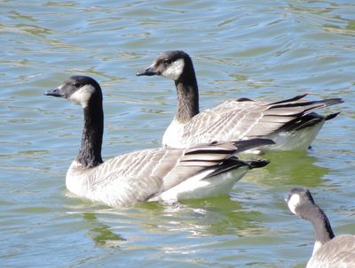 Cackling Goose