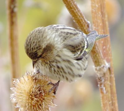 Pine Siskin