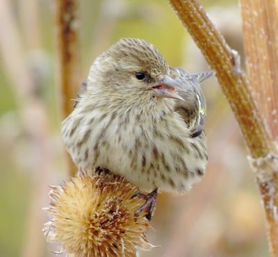 Pine Siskin