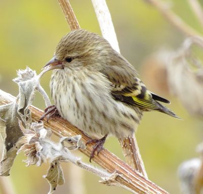 Pine Siskin