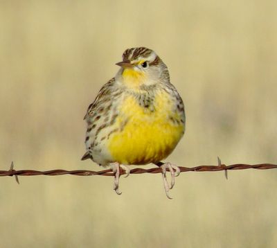 Western Meadowlark