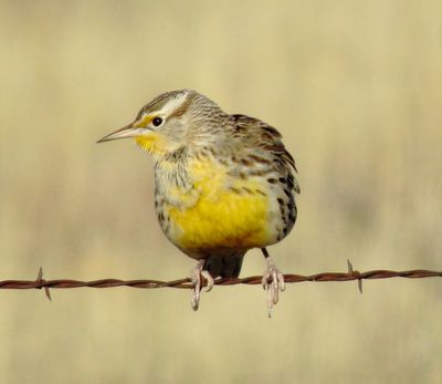 Western Meadowlark