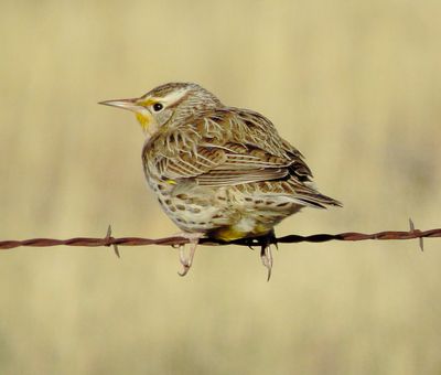 Western Meadowlark