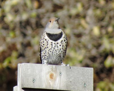 North Flicker